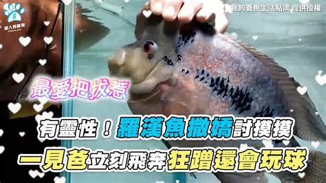 魚有靈性嗎|「我只想安靜的活在海裡」—— 鬼蝠魟的犧牲帶給台。